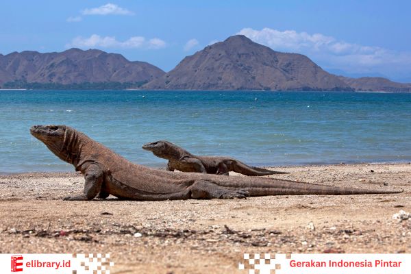 Indera penciuman komodo sangat tajam.