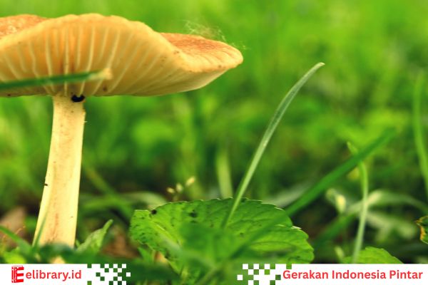 Jamur memiliki sel dinding kitin