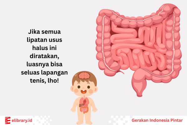 Jika semua lipatan usus halus ini diratakan, luasnya bisa seluas lapangan tenis