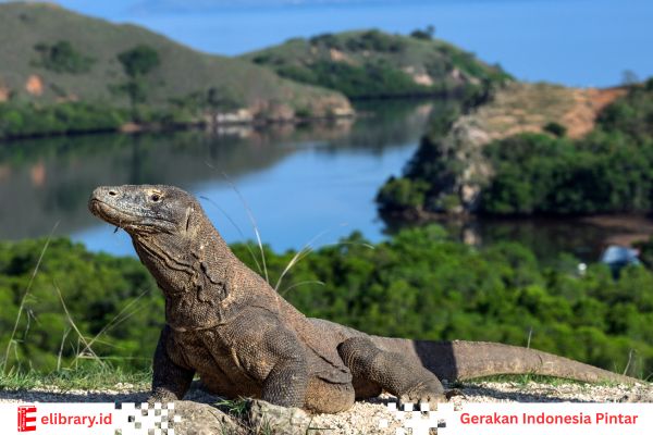 Komodo adalah hewan endemik yang hanya bisa tinggal di Pulau Komodo, Nusa Tenggara Timur, Indonesia.