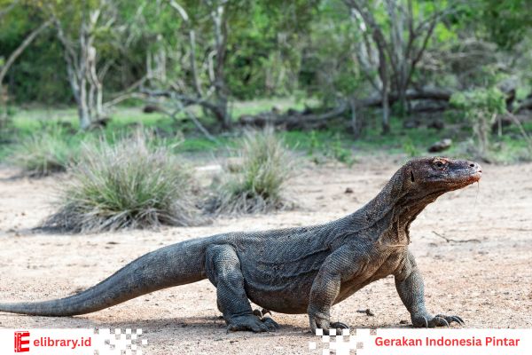 Komodo betina memiliki kemampuan reproduksi yang sangat langka yang disebut partenogenesis.