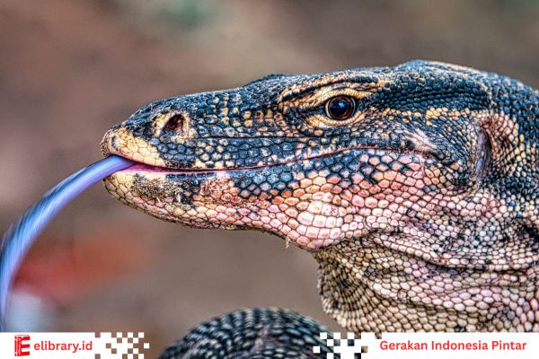 Komodo bisa menelan mangsa yang utuh.