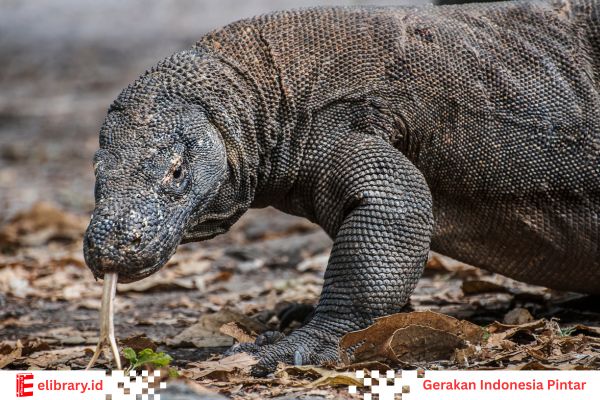Komodo jantan lebih besar daripada komodo betina.