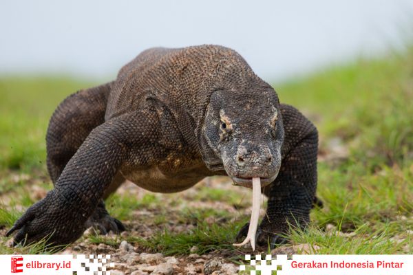 Komodo memiliki lidah yang panjang dan bercabang di ujungnya