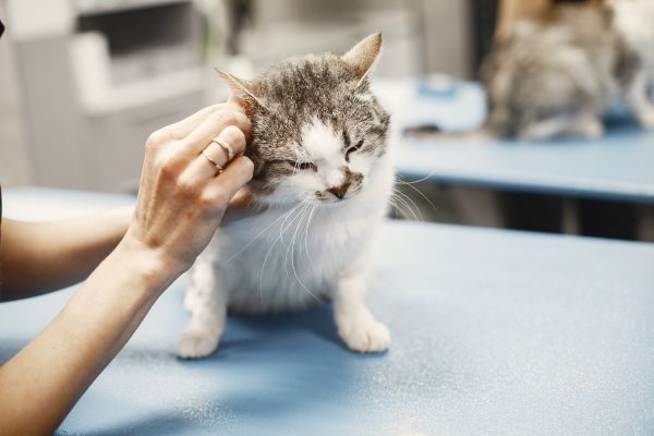 Membersihkan dan merapikan bulu kucing yang kotor