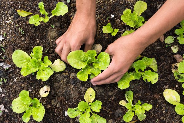 Menanam benih sayuran di kebun