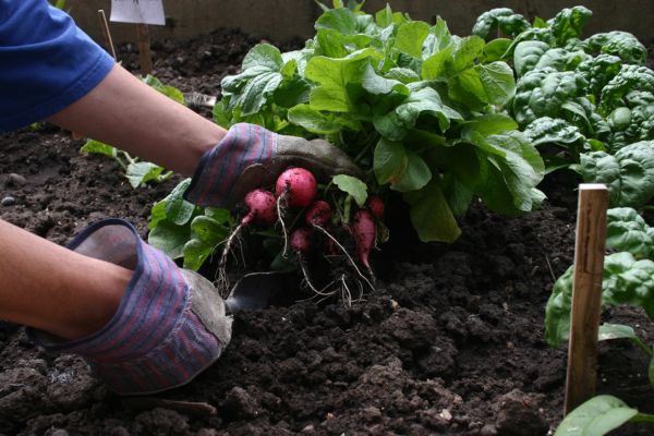 Mencabut sayuran di kebun