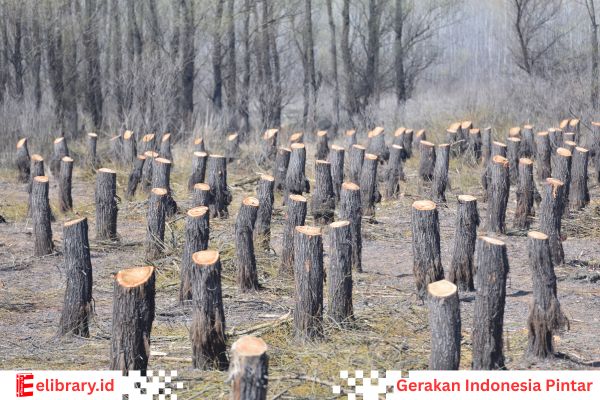 Penebangan hutan liar