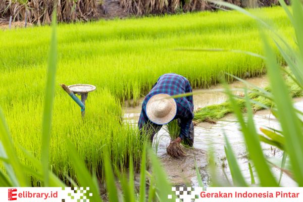 Petani sedang menanam padi di sawah