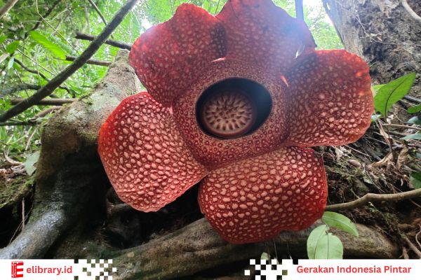 Rafflesia arnoldii – bunga terbesar di dunia, mekar di hutan tropis Indonesia