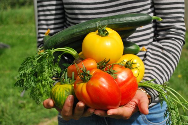 Sayuran hasil kebun sendiri