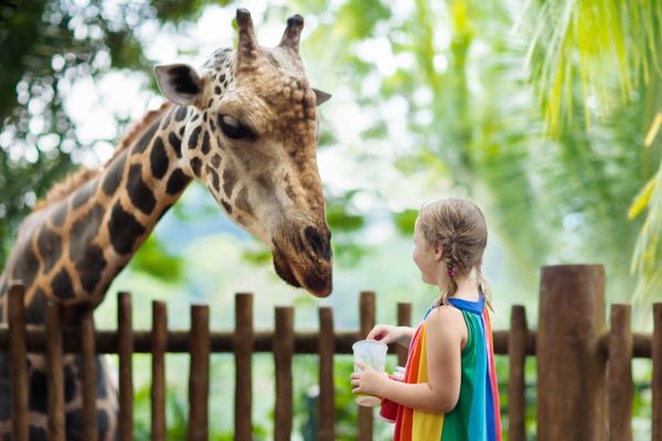 Seekor jerapah meminta makanan di kebun binatang