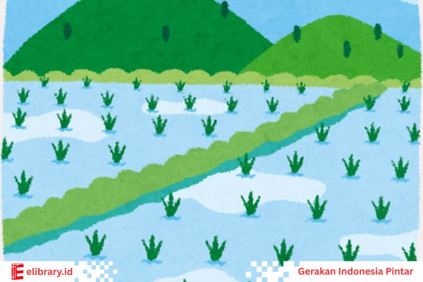 Tanamana padi yang baru tumbuh di sawah.