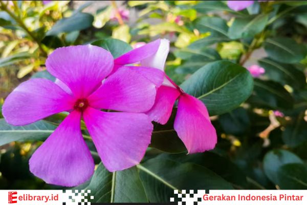 Tumbuhan tapak dara salah satu bahan obat kanker