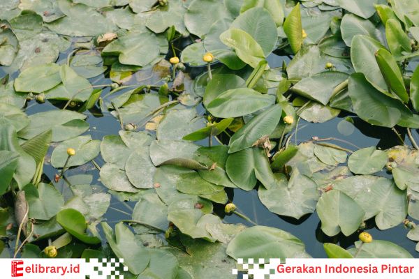 alga hijau-biru (cyanobacteria)