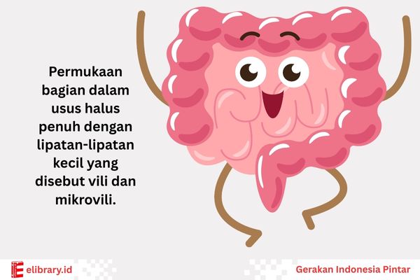 permukaan bagian dalam usus halus juga penuh dengan lipatan-lipatan kecil yang disebut vili dan mikrovili.