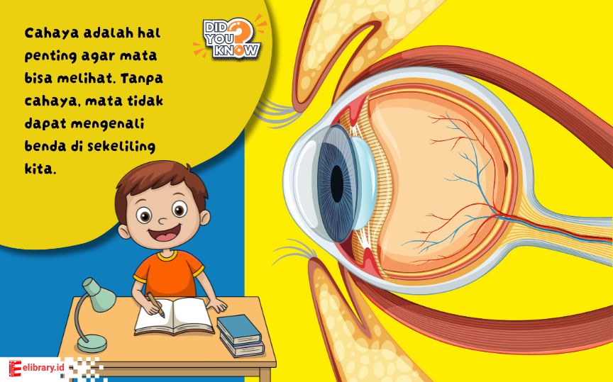 Anak membaca buku menggunakan cahaya lampu.