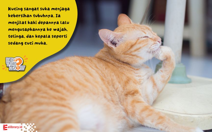 Saat kucing menjilat bulunya, sebenarnya ia sedang mandi!  
