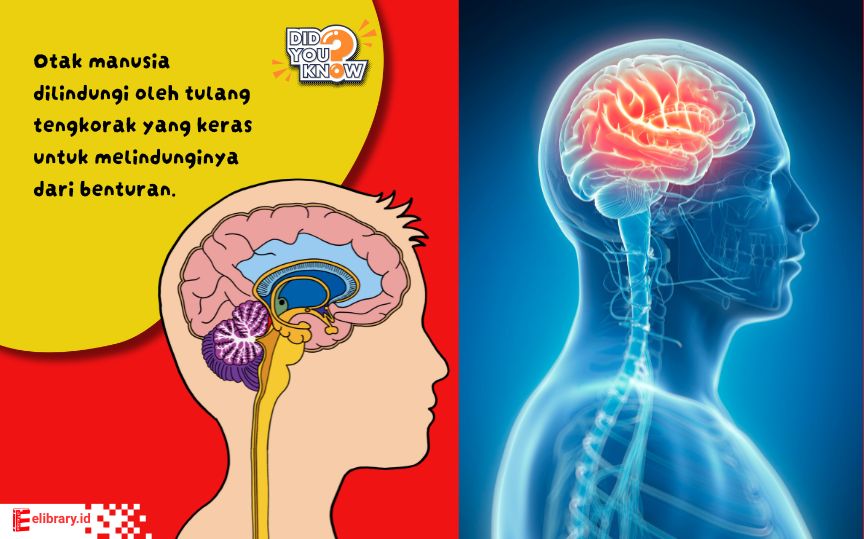 Anak menunjuk kepala untuk mengenal bagian tubuh manusia.